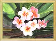 Pink Plumerias